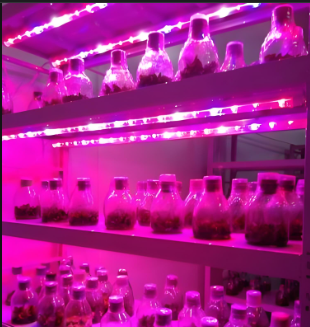 U蓝?:4植物生长灯管适用范围照射旉